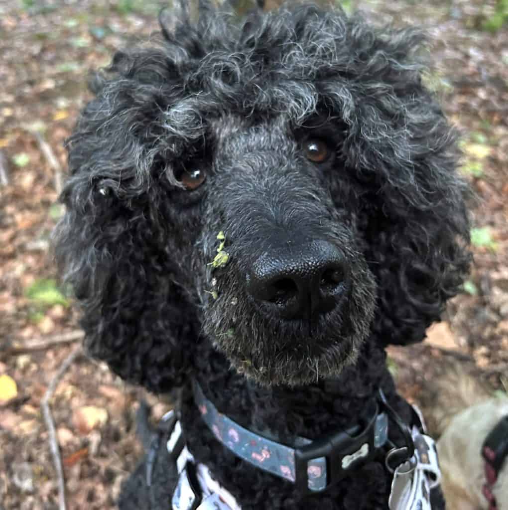 poodle looking at camera